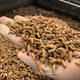 The live larvae, mid-production line. They have yet to be dried, boiled, and ground into feed.